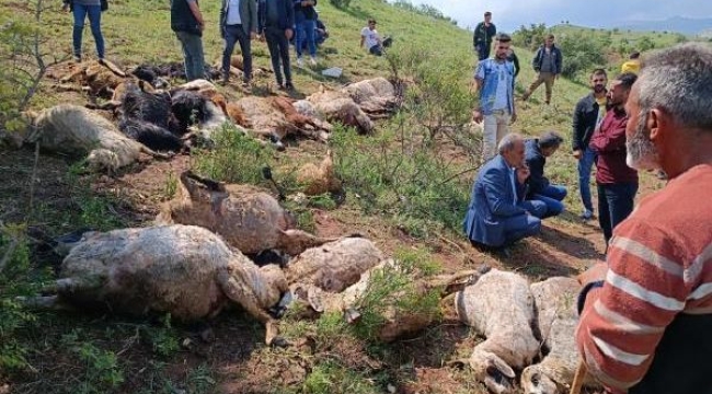 Diyarbakır'da sürüye yıldırım düştü, 53 koyun öldü