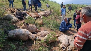 Diyarbakır'da sürüye yıldırım düştü, 53 koyun öldü