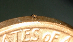 Dünyanın en küçük "kumandalı robotu" üretildi