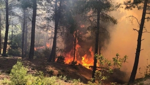 Hatay ve Muğla'da orman yangını çıktı
