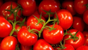 İngiltere'de D vitamini zengini domates üretildi