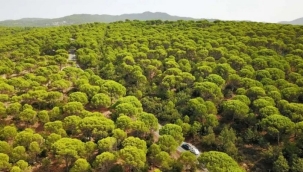 İzmir'de ormanlara giriş yasaklandı