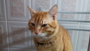 Kediler birbirlerini isimleriyle tanıyor