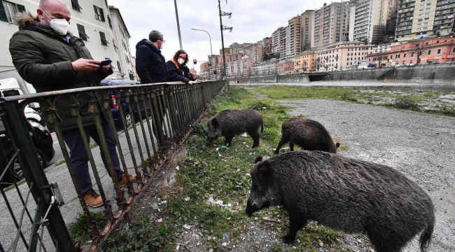 Roma'da domuz vebası vakası görüldü