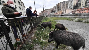Roma'da domuz vebası vakası görüldü