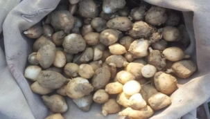 Salep soğanı toplayanlara 438 bin TL ceza kesildi