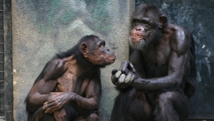 Şempanzelerin kendi dilleri olduğu ortaya çıktı