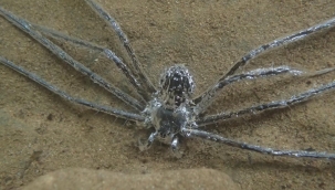 Sualtında yarım saat kalabilen örümcek keşfedildi