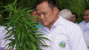 Tayland hükümeti, 1 milyon kök kenevir dağıtacak