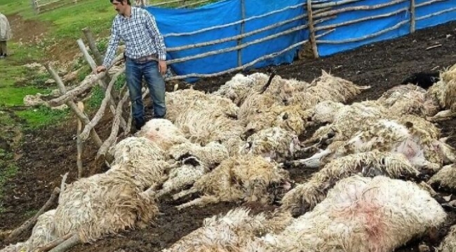 Tokat'ta yıldırımdan ürken koyunlar birbirini ezdi