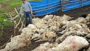 Tokat'ta yıldırımdan ürken koyunlar birbirini ezdi