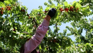 Turfanda kirazın kilosu 1000 TL