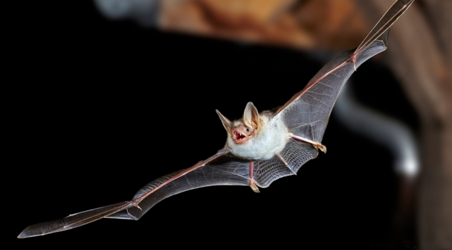 Yarasalar eşekarısı taklidi yapıyor