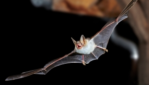 Yarasalar eşekarısı taklidi yapıyor