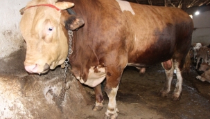 1,3 tonluk kurbanlık boğanın fiyatı 80 bin TL
