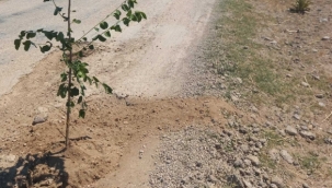 Aksaray'da bozuk yola "ağaç dikme" protestosu