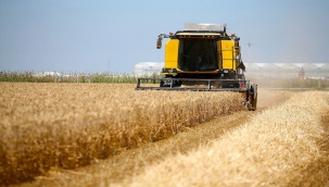 TMO'da 1 ton buğdayın alım fiyatı 6 bin 50 lira oldu