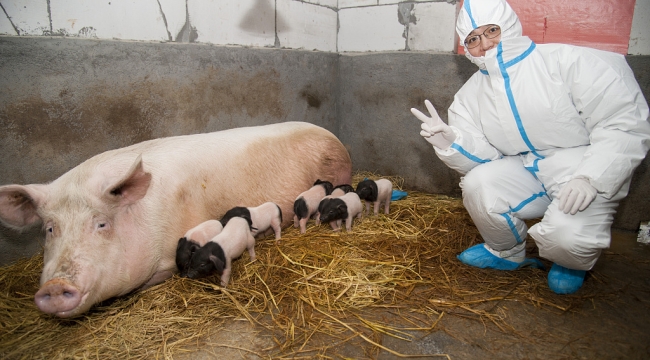 Çin, tam otomasyon yöntemiyle domuz klonladı