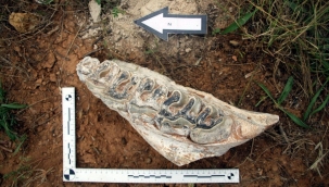 Denizli'de 8 milyon yıllık hayvan fosilleri bulundu