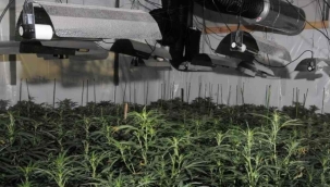 Erdoğan'ın teşvikiyle kenevir fabrikası kuruluyor