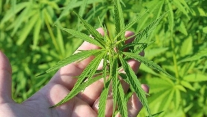 Fas'ta esrarın tıbbi kullanımı yasallaşacak