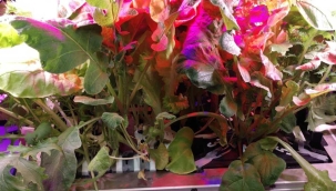 ISS'te toprak kullanılmadan bitki yetiştirildi