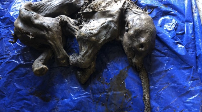 Kanada'da 30 bin yıllık yavru mamut bulundu