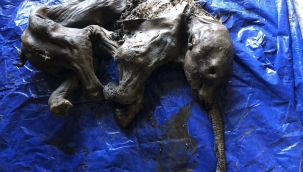 Kanada'da 30 bin yıllık yavru mamut bulundu