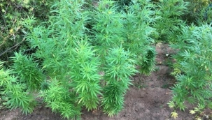 Kırklareli'nde 85 bin kök Hint keneviri yakalandı