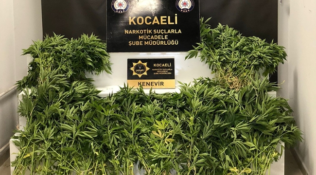 Kocaeli'de 513 kök Hint keneviri ele geçirildi