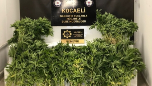 Kocaeli'de 513 kök Hint keneviri ele geçirildi