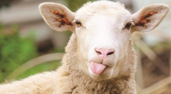 Kurbanlık fiyatları 3 kat arttı, satışlar düştü