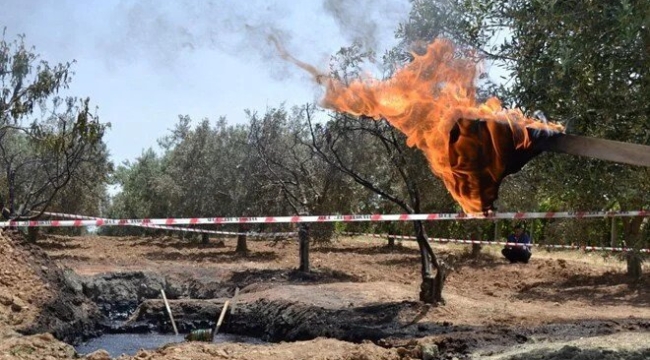 Manisa'da zeytinlikten petrol çıktı