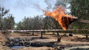 Manisa'da zeytinlikten petrol çıktı