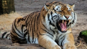 Meksika'da bir kaplan kendi bakıcısını öldürdü 