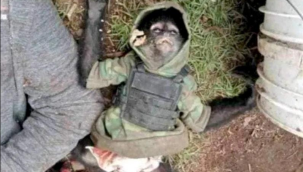 Meksika'da kartel-polis çatışması: 1 maymun öldü