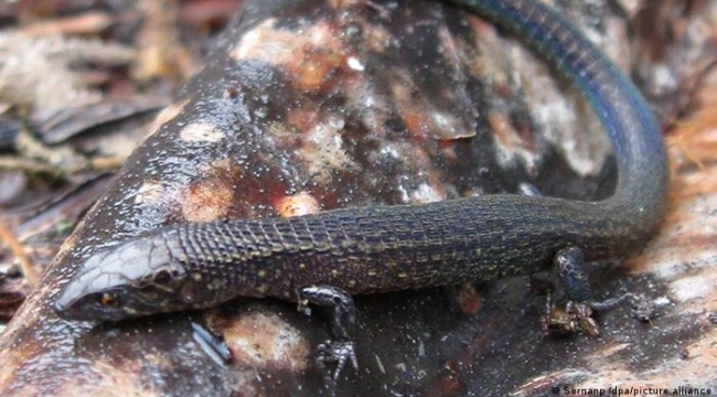 Peru'da 2 yeni kertenkele türü keşfedildi