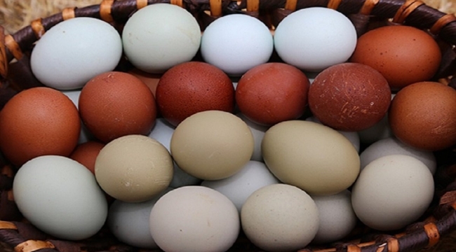 17 yumurta firmasına rekabet ihlali soruşturması