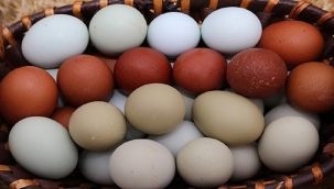 17 yumurta firmasına rekabet ihlali soruşturması