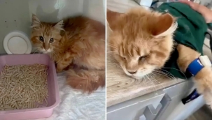 Rusya'da bir evdeki 20 kedi, ölen sahibini yedi