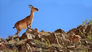 Şırnak'ta yaban keçisi avına 503 bin 270 lira ceza