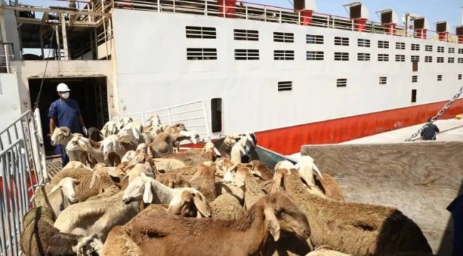 Sudan'da 15.800 koyunun bulunduğu gemi battı