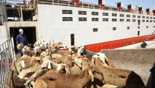 Sudan'da 15.800 koyunun bulunduğu gemi battı