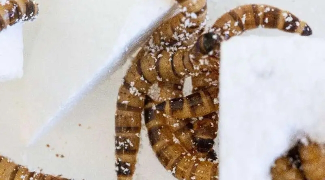 "Süper solucanlar" geri dönüşümde kullanılabilir