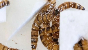 "Süper solucanlar" geri dönüşümde kullanılabilir