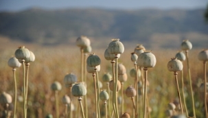 Taliban: "Haşhaş üretimini bitirmekte kararlıyız"