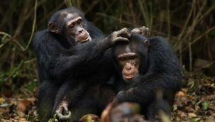 Maymunların kaçırdığı bebeği köylüler kurtarırken öldürdü