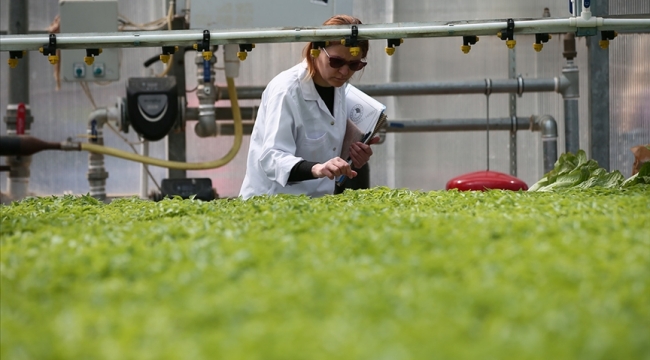 Tarımsal Ar-Ge çalışmalarına 50 milyon TL bütçe