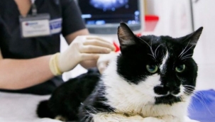 Tayland'da kediden insana Covid-19 bulaştı