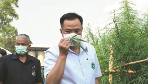 Tayland, esrar üretimini ve ticaretini yasallaştırdı